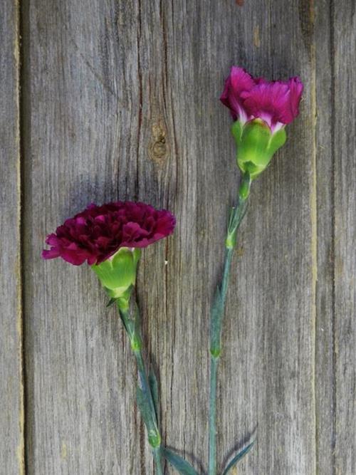 GOLEM PURPLE CARNATIONS